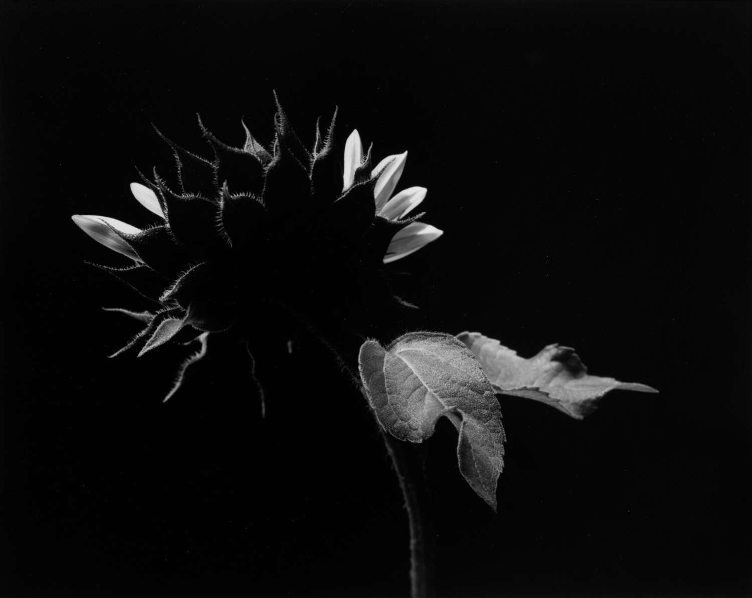 Sunflower, two trailing leaves