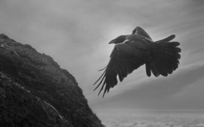 Ravens by the sea