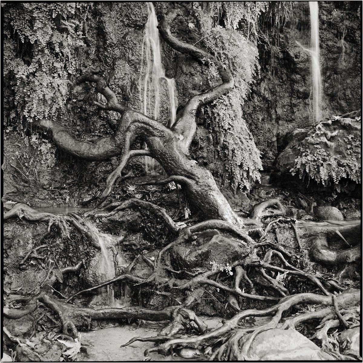 Roots, Snir River, Israel