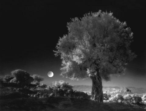 Olive Tree