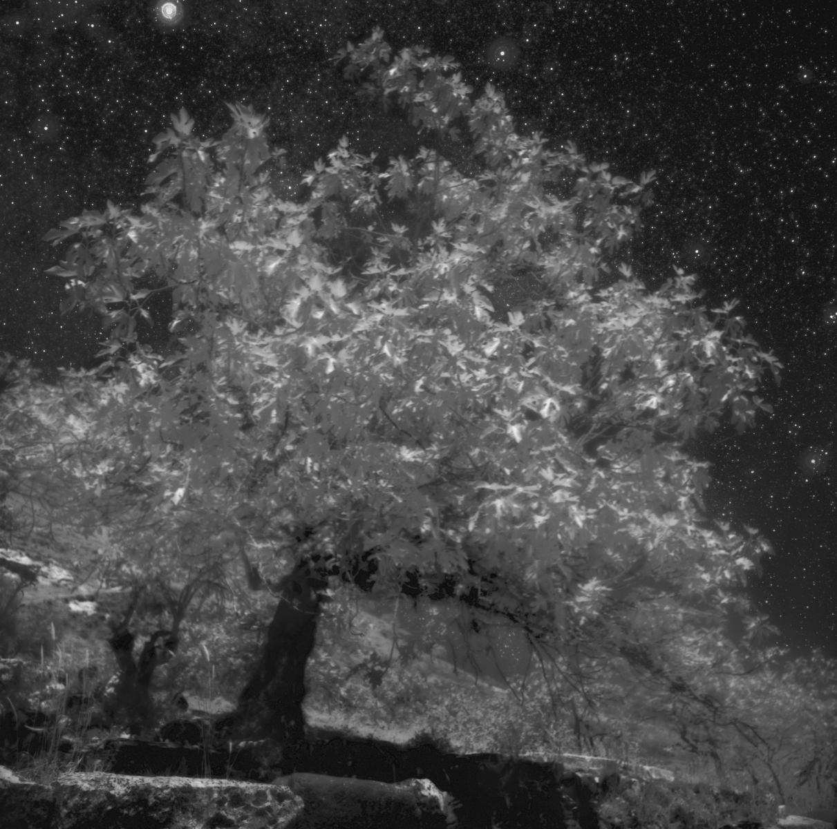Fig Tree